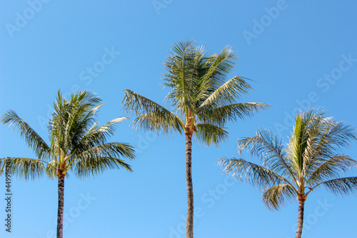 Three Palm Trees in Hawaii