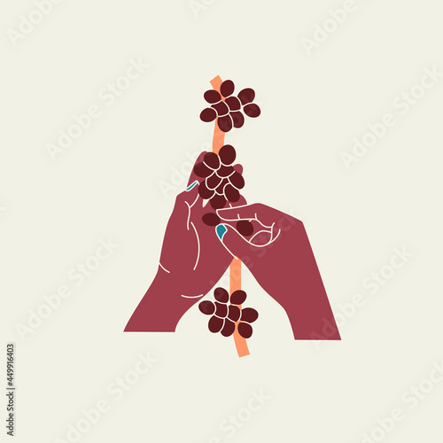 Hand holding coffee plant isolated vector illustration. Picking up fresh berries from tree design element. 