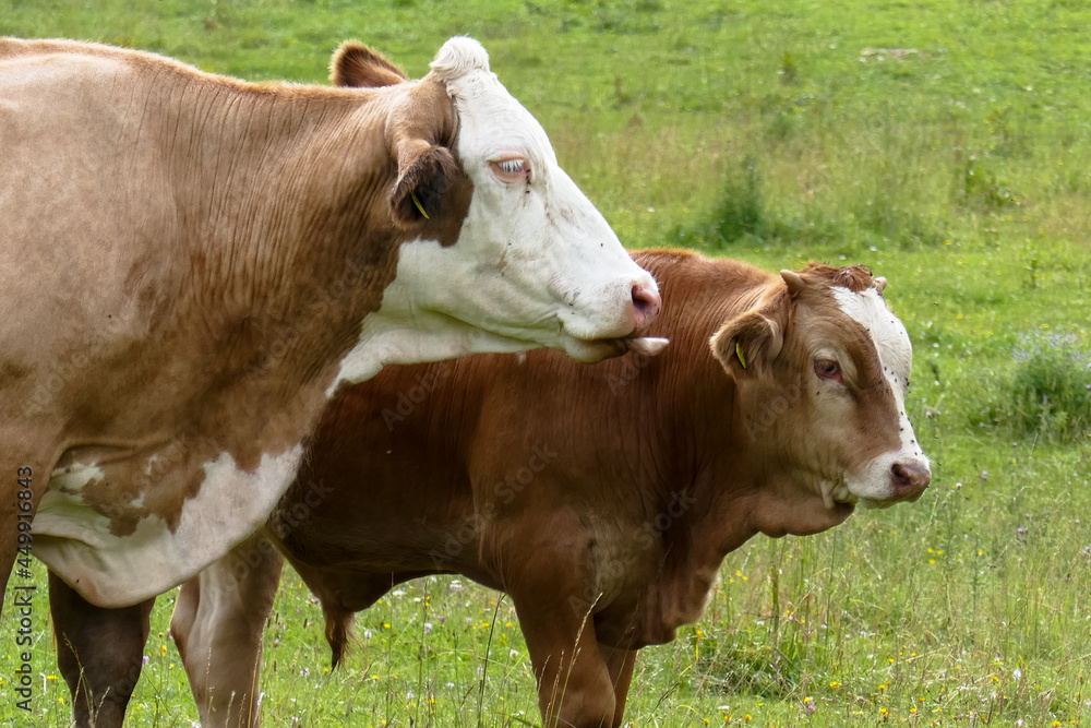 Cows graze in the mountains. Farm, cows in the field. Cows graze in the mountains. Farm, cows in the field.