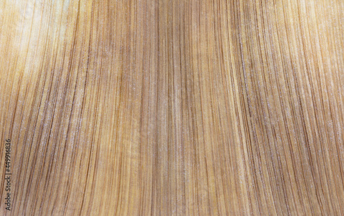 Inside of dried palm leaf sheath as natural texture or background