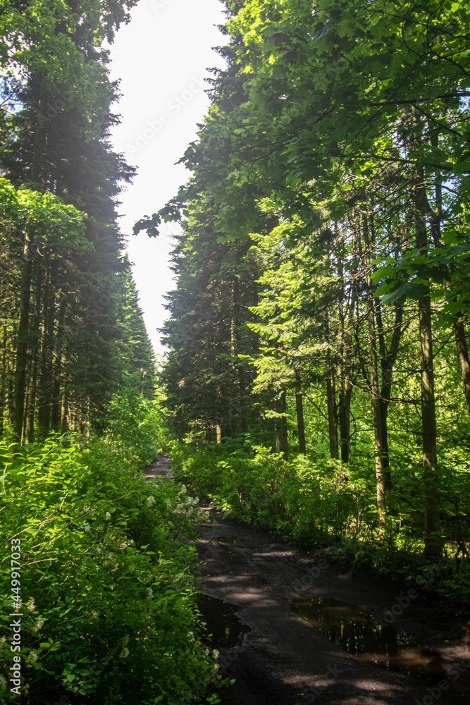 Fototapeta premium path through the park trees, nature green forest in the park