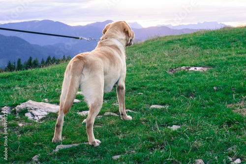 Labrador dog for a walk in the mountains.