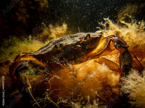 A close-up picture of a crab among seaweed. Picture from The Sound  between Sweden and Denmark