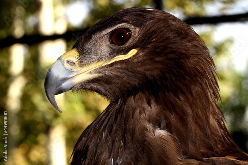 The golden eagle is a bird of prey living in the Northern Hemisphere. It is the most widely distributed species of eagle.