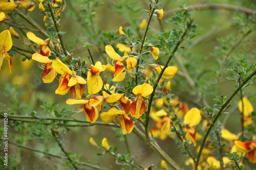 Edelginster- Cytisus scoparius ‘Andreanus’