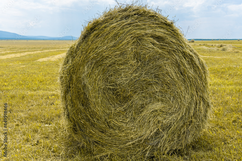 A close-up haystack, on a yellow field. A field of mowed grass against a cloudy sky.