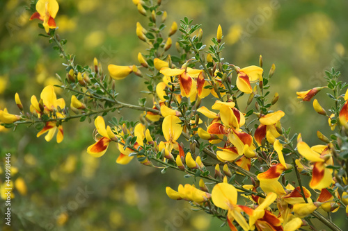 Ginster - Edelginster - Cytisus scoparius - ‘Andreanus’