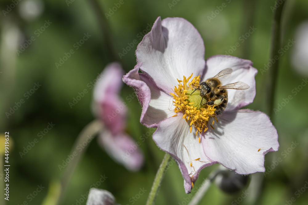Nature's wonderful animals The world's best pollinators Nature's wonderful animals The world's best pollinators