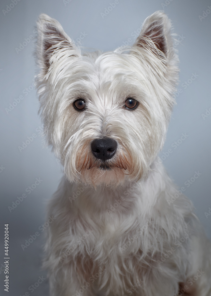 Dog Perro West Highland white terrier pet mascota Dog Perro West Highland white terrier pet mascota