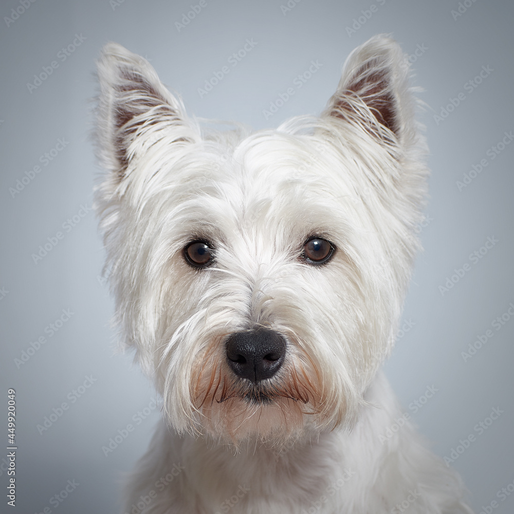 Dog Perro West Highland white terrier pet mascota
