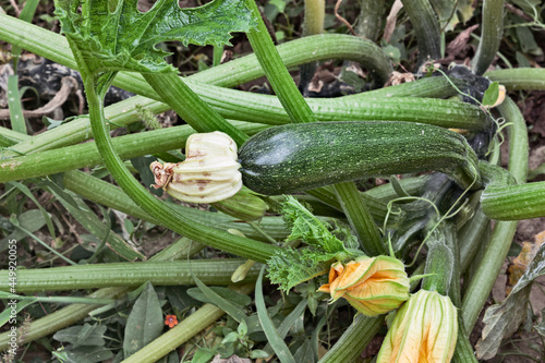 zucchini with flowers