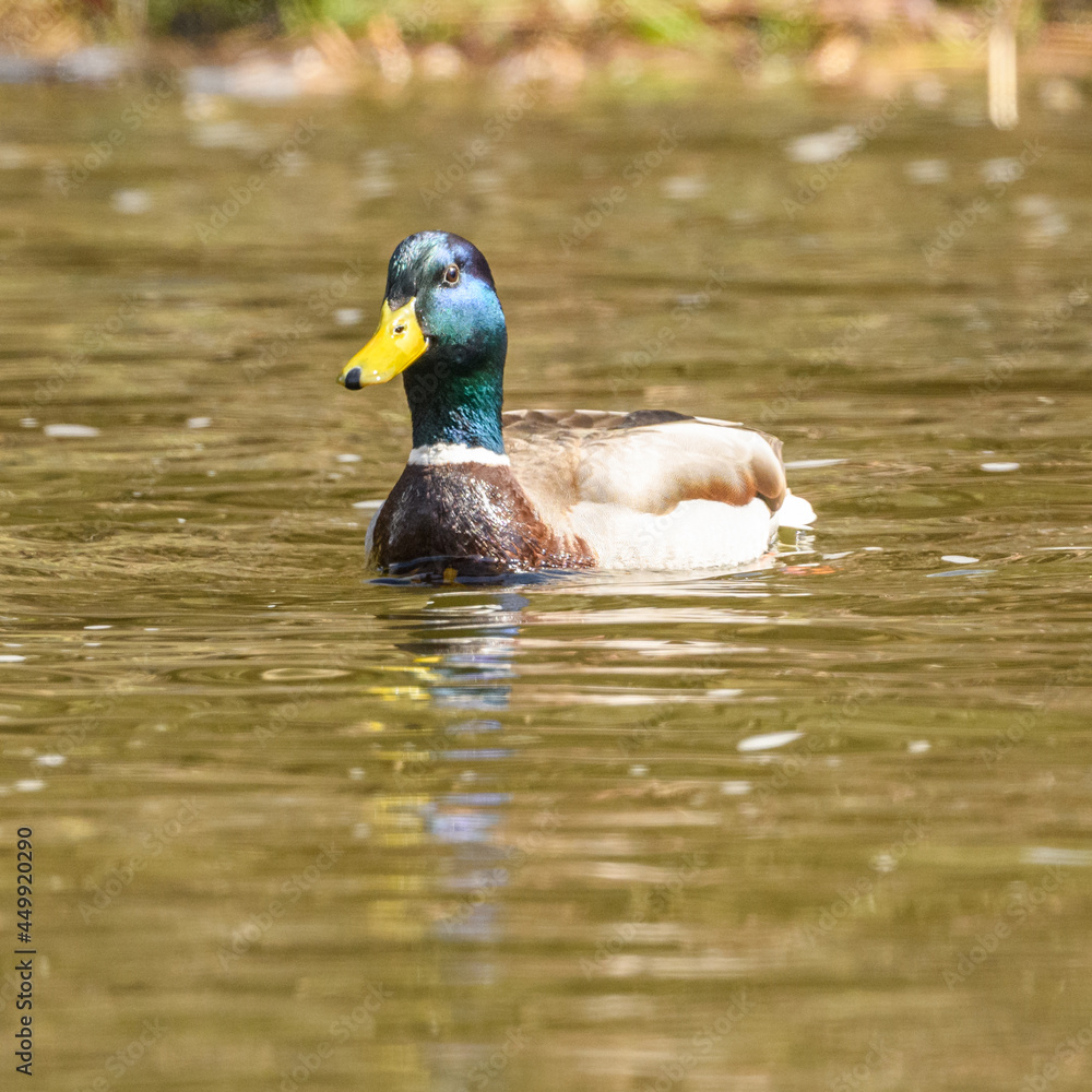 Obraz premium wild duck (anas platyrhynchos) male swimming in water