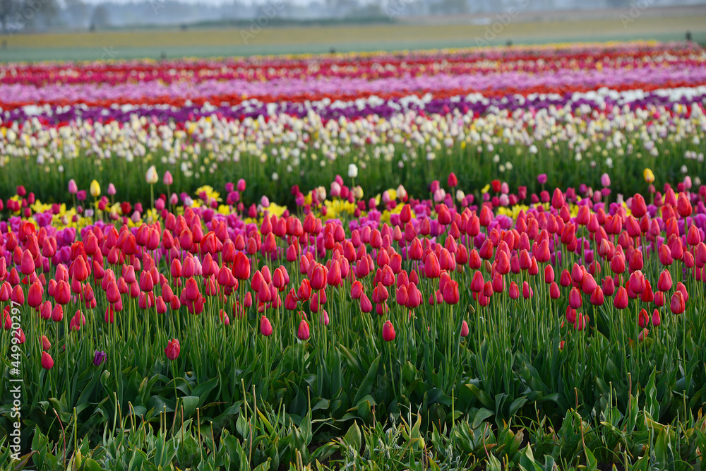tulip flower tulip flower