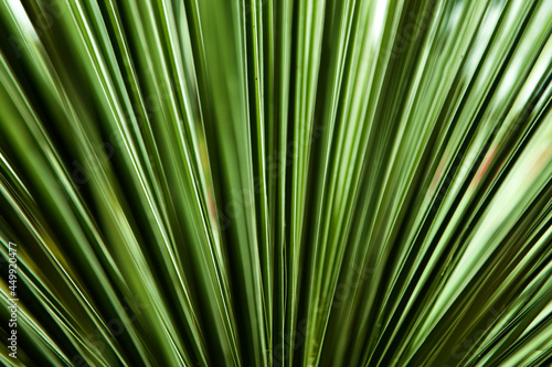 Closeup of the palm leaf © BGStock72