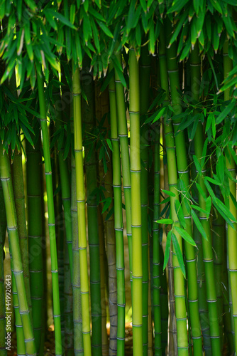green bamboo'