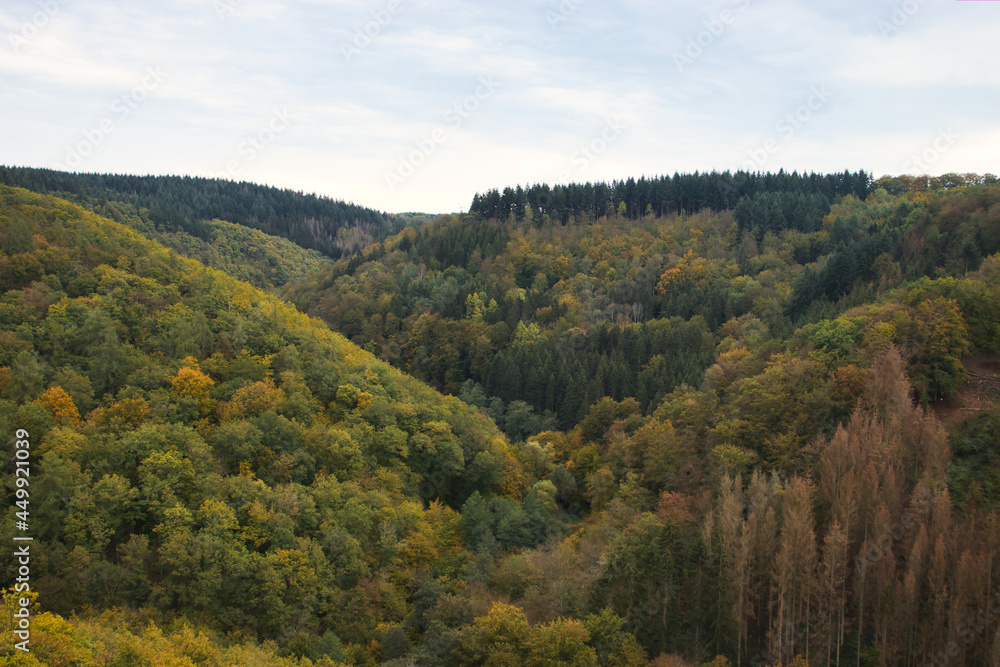 Colorful trees in the Rhineland Palatinate Forest of Germany near the Geierlay Suspension Bridge in Germany on a fall day.