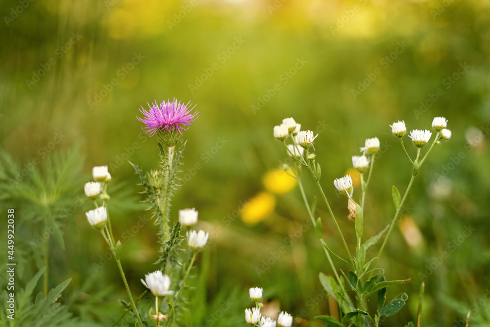 Milk thistle has other common names, including cardus marianus, milk thistle, common thistle Milk thistle has other common names, including cardus marianus, milk thistle, common thistle
