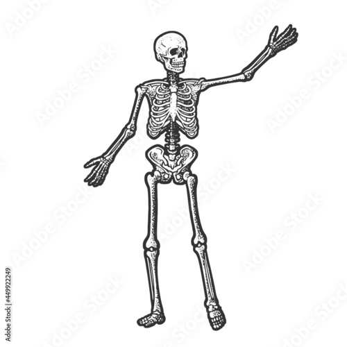 human skeleton anatomy scheme sketch engraving vector illustration. T-shirt apparel print design. Scratch board imitation. Black and white hand drawn image.