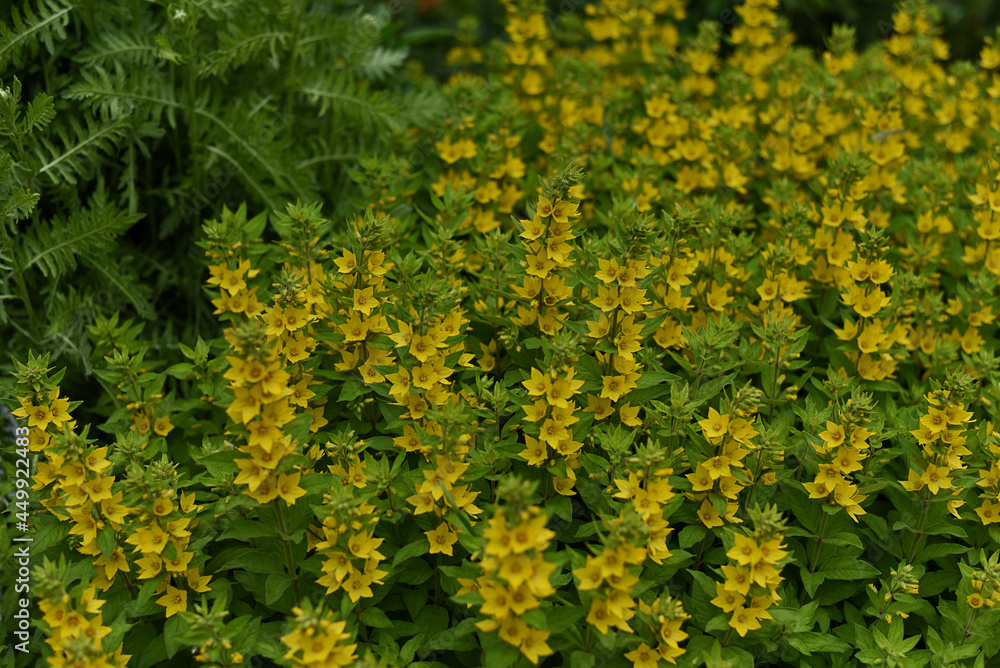 Obraz premium Beautiful yellow perennial flowers of lysimachia punctata grow in summer garden. Dotted loosestrife, large yellow loosestrife or spotted loosestrife.
