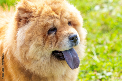 Chow chow dog  dog close-up portrait in sunny weather