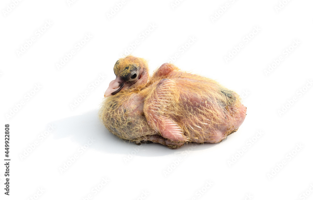 Obraz premium Young pigeon chick without feathers sitting on an isolated white background