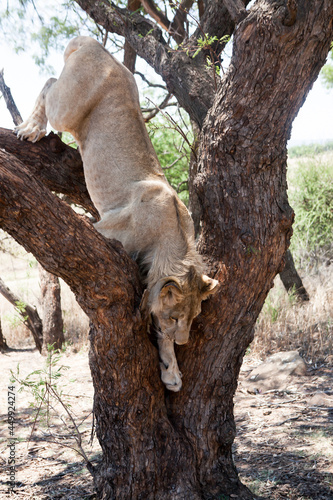 Photography lion in the sanctuary