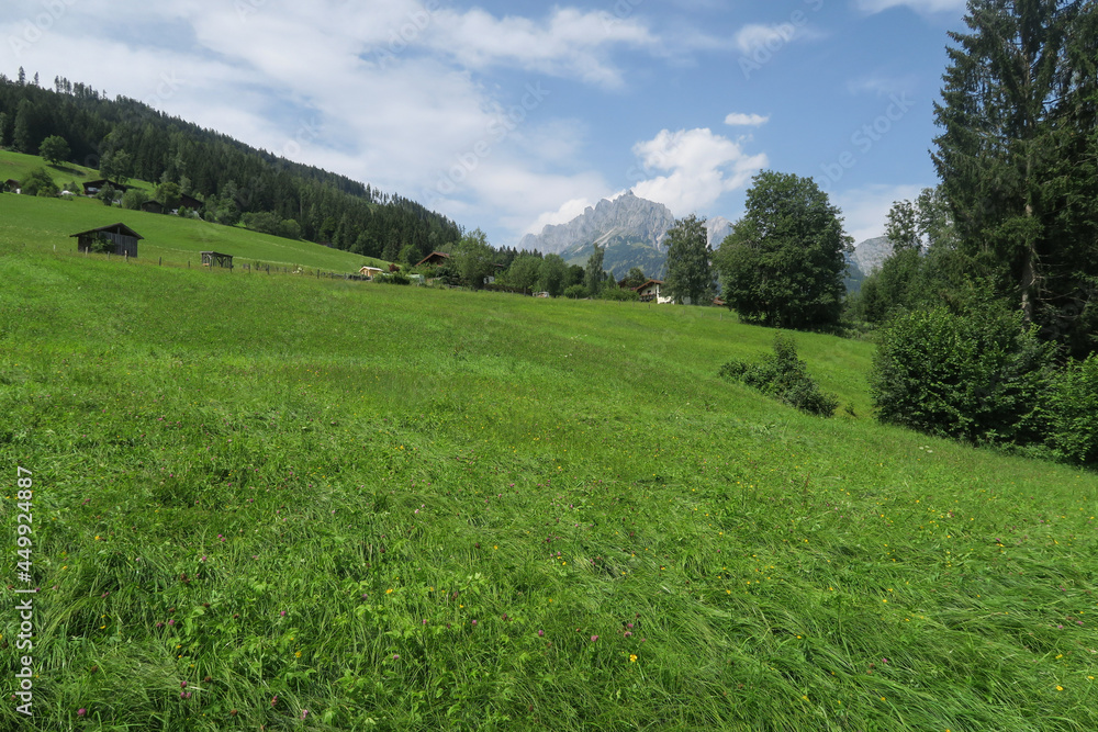 Eco farming: Green lush and fragrant meadows with flowers in front of the panoramic imposing mountain landscape of the Hochkönig region in the austrian Alps
