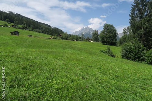 Eco farming: Green lush and fragrant meadows with flowers in front of the panoramic imposing mountain landscape of the Hochkönig region in the austrian Alps