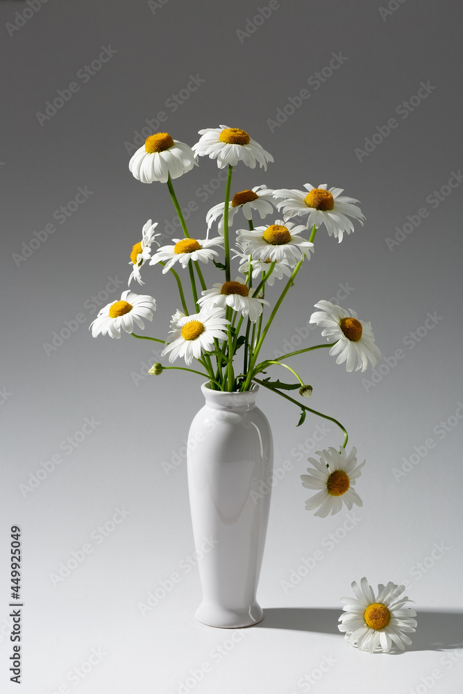 Still life with chamomile flowers in an elegant white ceramic vase, on a gradient gray background. Still life with chamomile flowers in an elegant white ceramic vase, on a gradient gray background.