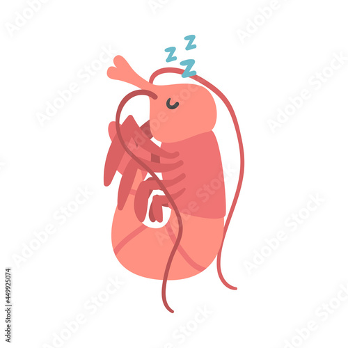 Shrimp Character as Aquatic Mammal with Funny Face Sleeping Vector Illustration