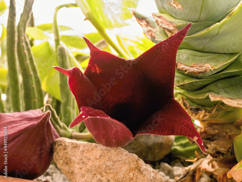 A large, just opening blossom flower of a Stapelia gigantea, commonly known as the 