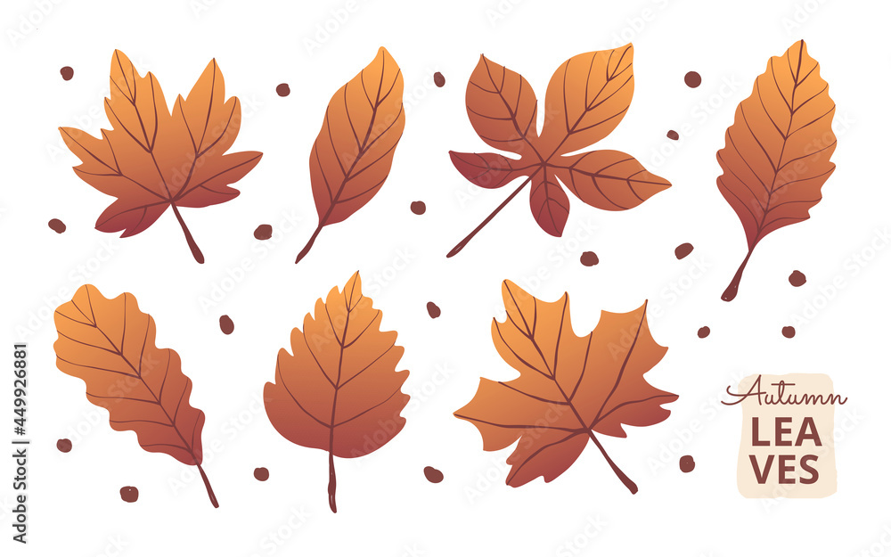 Collection set of Autumn leaves, isolated on white background, flat vector illustration
