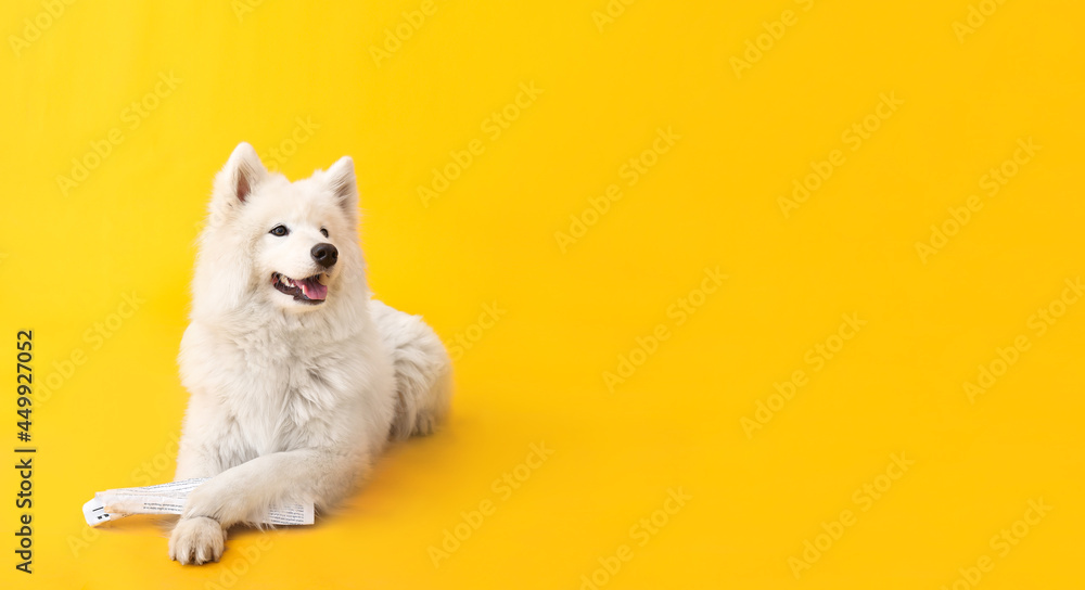 Cute funny dog with newspaper on color background with space for text