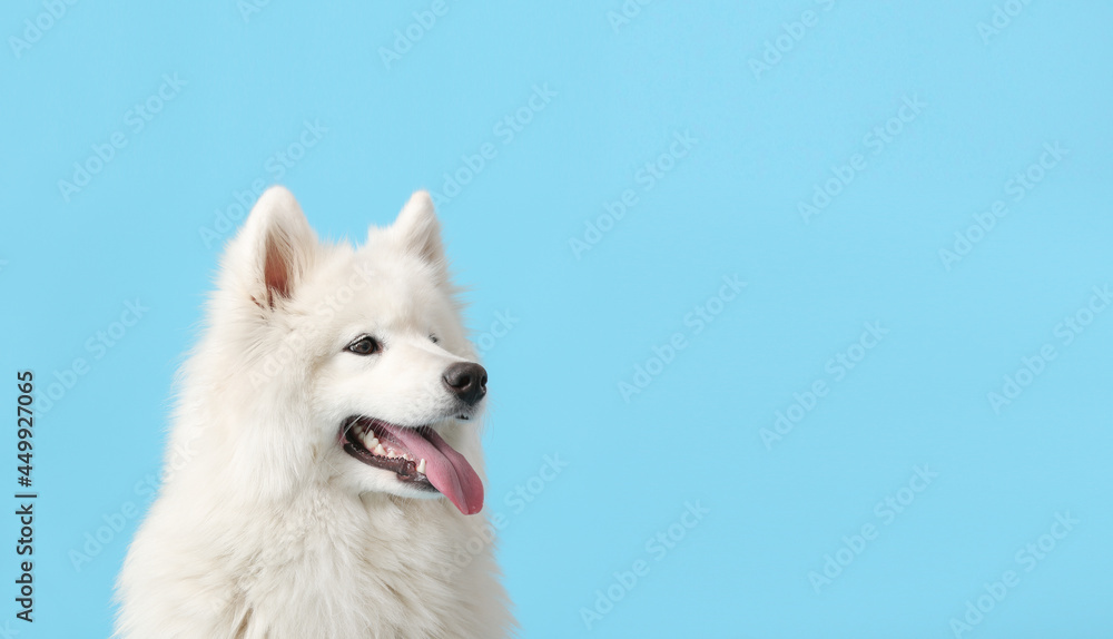 Cute funny dog on color background with space for text