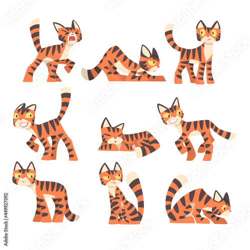 Tiger Character with Orange Fur and Black Stripes Sleeping and Standing Vector Set