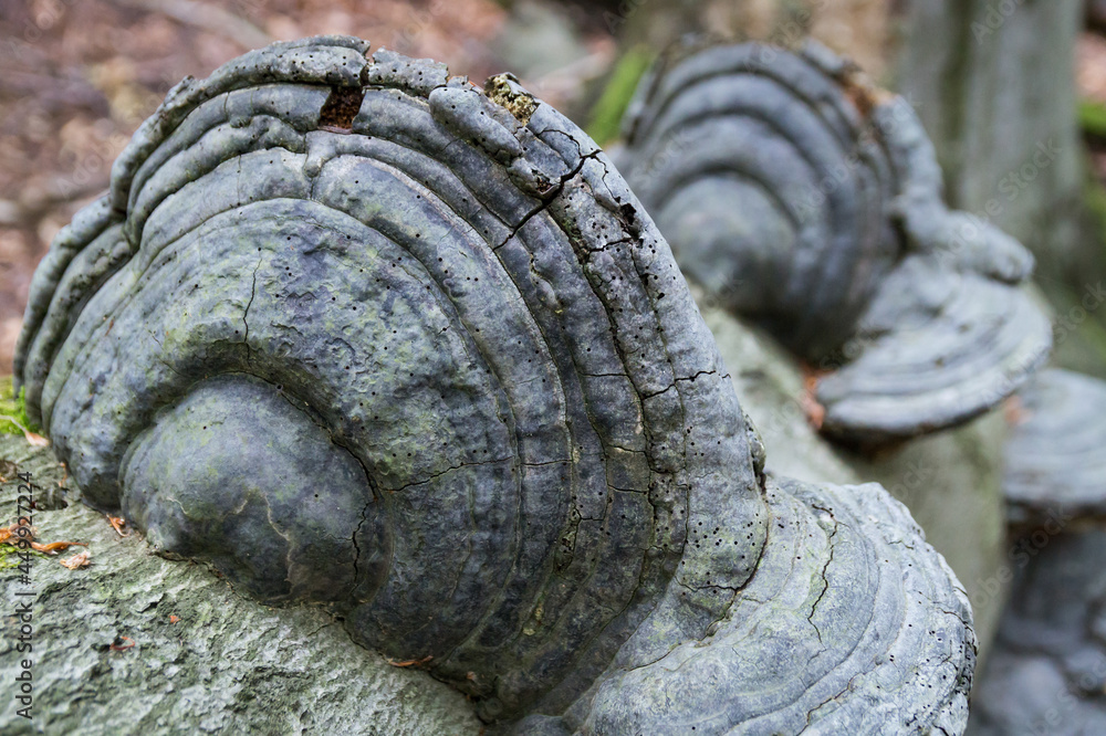 close-up of an ancient tree trunk and decorative round mushroom shapes close-up of an ancient tree trunk and decorative round mushroom shapes