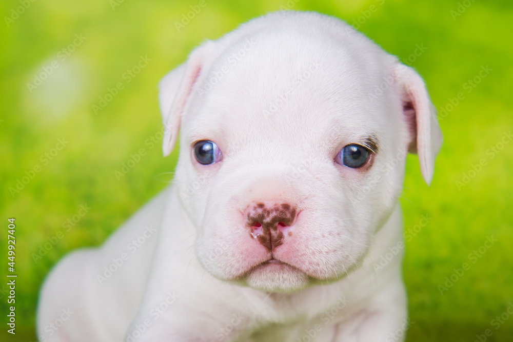 Close up portrait of American Bullies puppy on green background