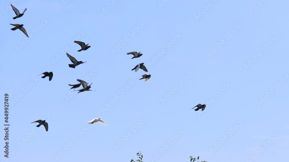 pigeons flying across the sky slow motion pigeons flying across the sky slow motion