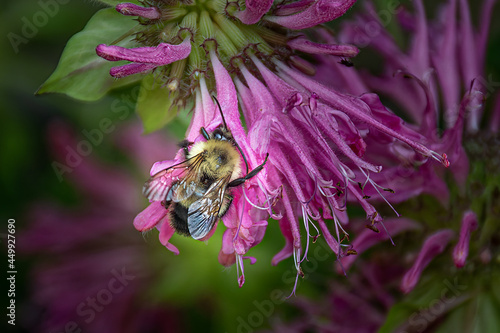 Bumblebee collecting nectar from a pink Beelalm plant. While moving around blossoms. this bee helps pollinate the flower. From our garden in Windsor in Broome County in Upstate NY. Busy as a Bee
