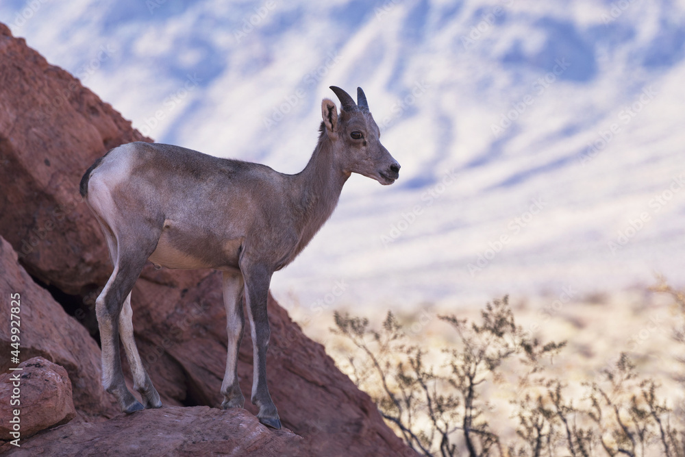 Juvenile Desert Bighorn Sheep against sky of swirling clouds at Valley of Fire State Park in Nevada Juvenile Desert Bighorn Sheep against sky of swirling clouds at Valley of Fire State Park in Nevada