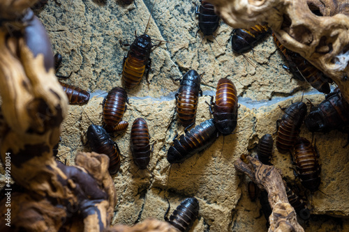 Snapshot from the The Aktiengesellschaft Cologne Zoological Garden in Cologne, HIGH ANGLE VIEW OF INSECTS ON LAND