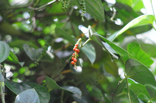 red ripe pepper