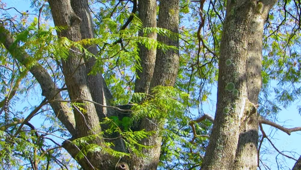 Giant old tree in the sunlight. Sunlight Through the Tree Tops. Giant old tree in the sunlight. Sunlight Through the Tree Tops.