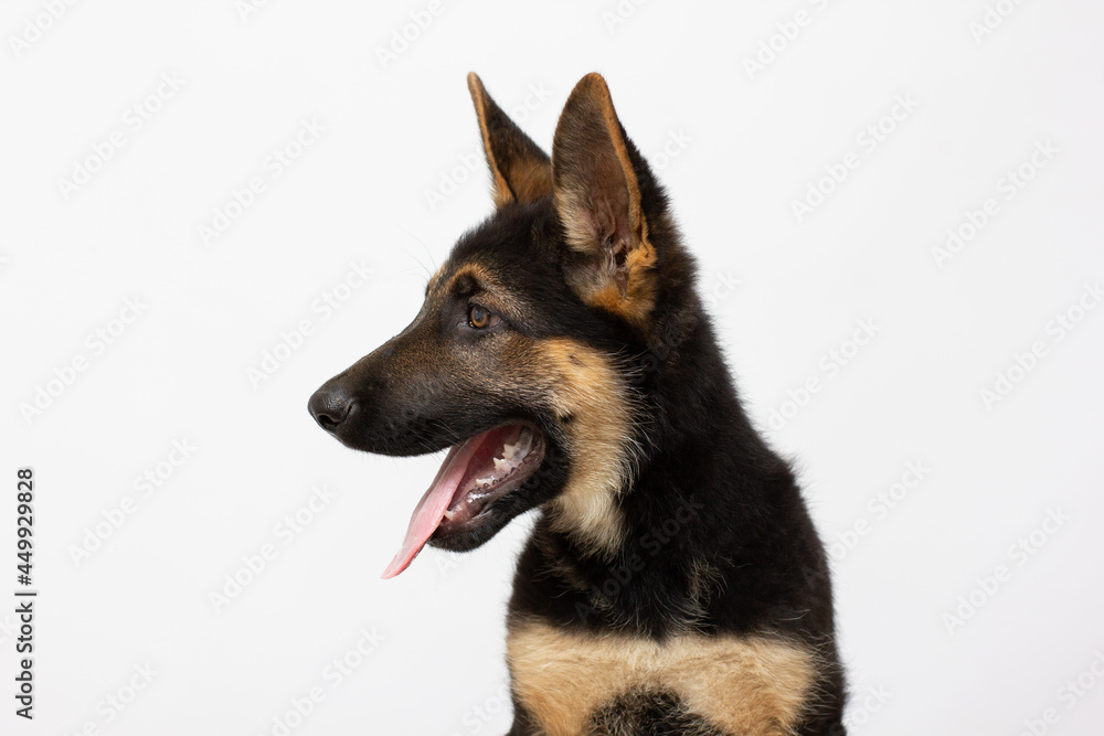 Close-up of German Shepherd Dog, in front of white background