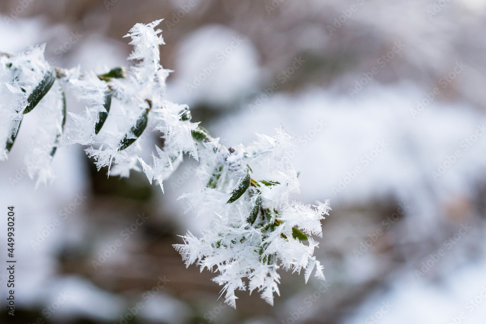 An evergreen branch covered with feathery hoar frost.  Background blurred.