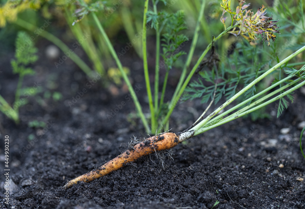 Young carrots are pulled out of the ground in a close-up in the garden. Young carrots are pulled out of the ground in a close-up in the garden.