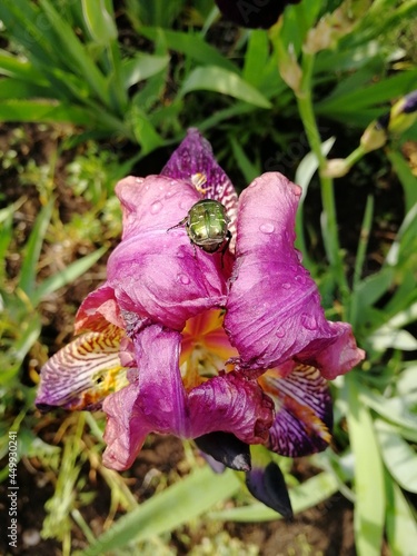 beatle on the flower