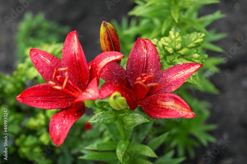 close up of red lily  close up of red flower  red lily flower 