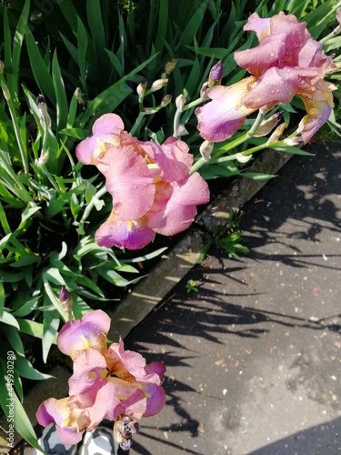 pink irises in a garden