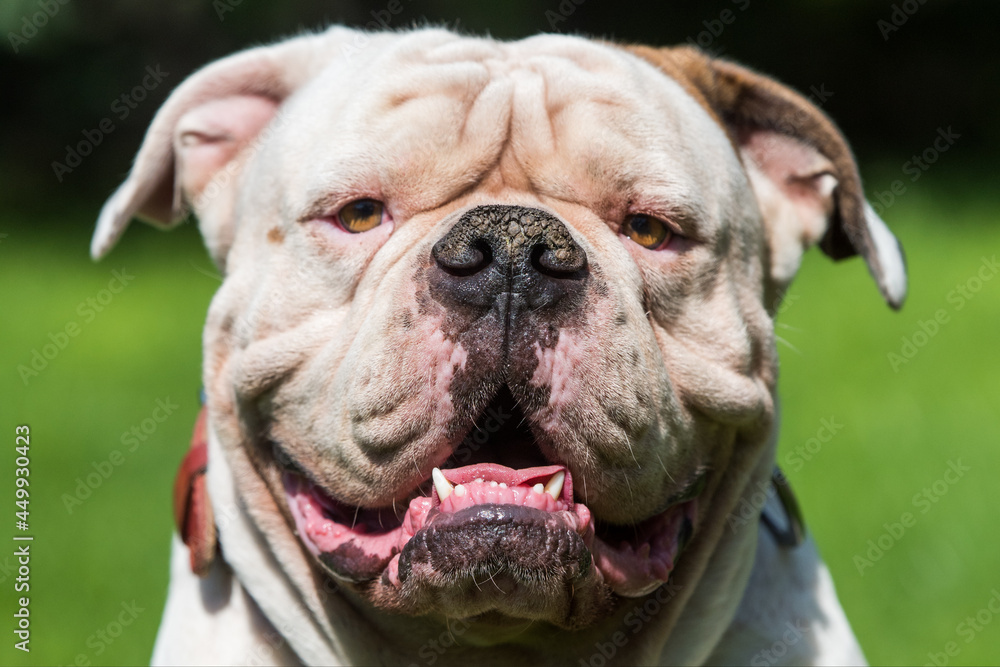 Portrait of strong-looking White American Bulldog outdoors Portrait of strong-looking White American Bulldog outdoors